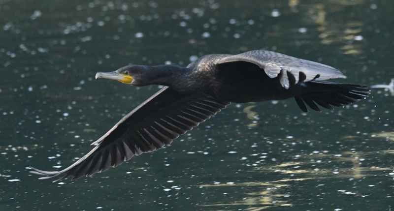 Photo of a cormorant. 