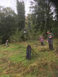 A photos of volunteers who are working in the orchard in Russell Gardens. They are raking up piles of cut grass which will be left as wildlife habitats. 