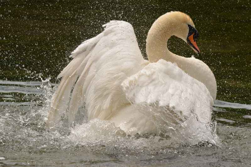 Photo of a swan