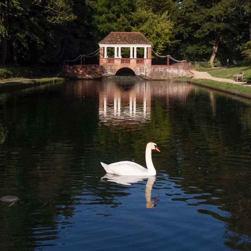 Swan on the ornamental pond Russell Gardens
