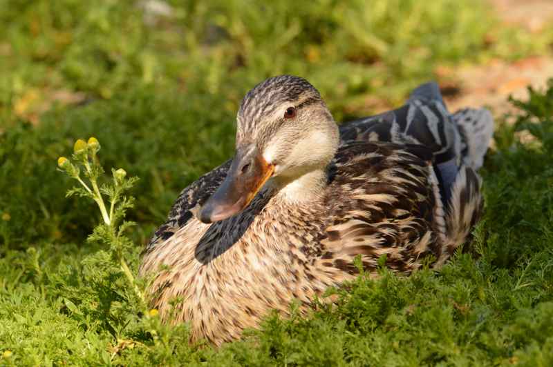  Photo of a mallard duck