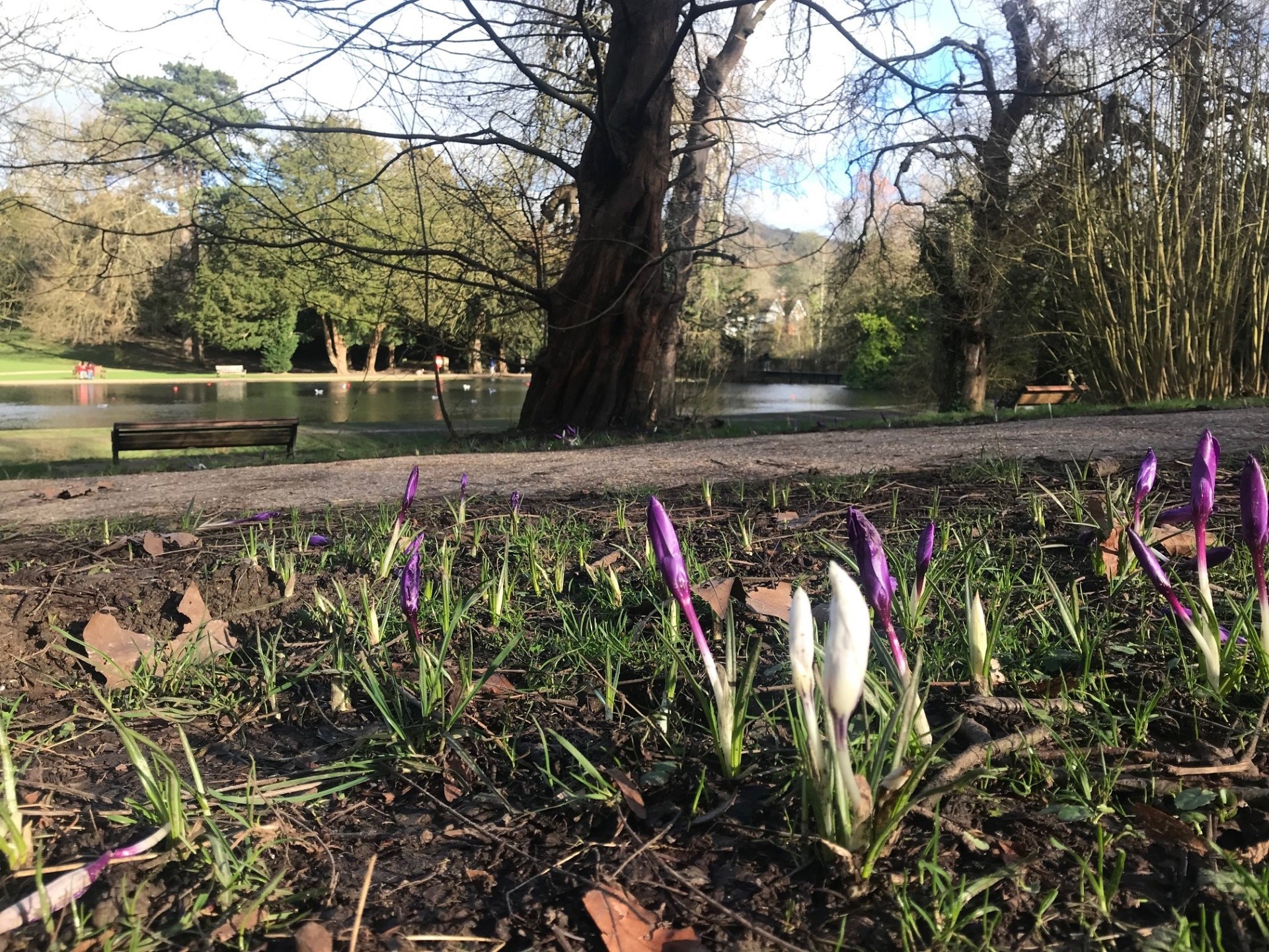 Crocuses flowering