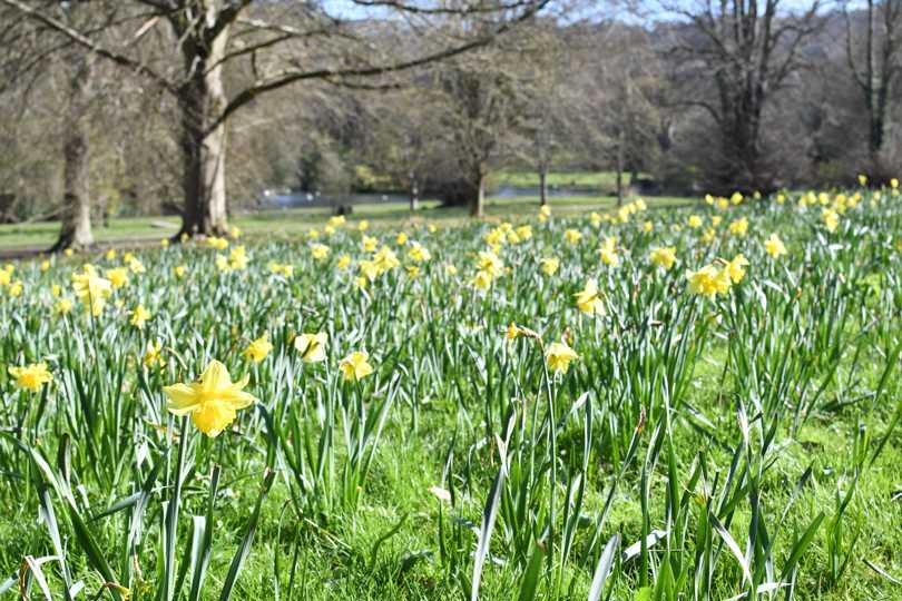 Daffodils at Kearsney Abbey