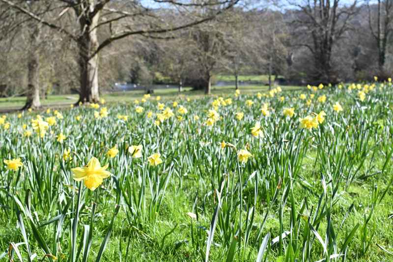 Daffodils at Kearsney Abbey