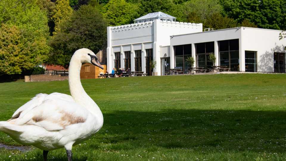 Swan by the Cafe