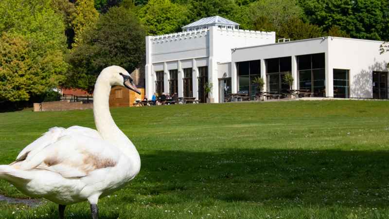 Swan by the Cafe