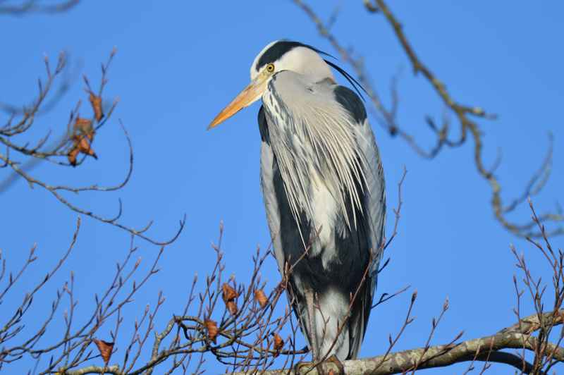 Photo of a Heron