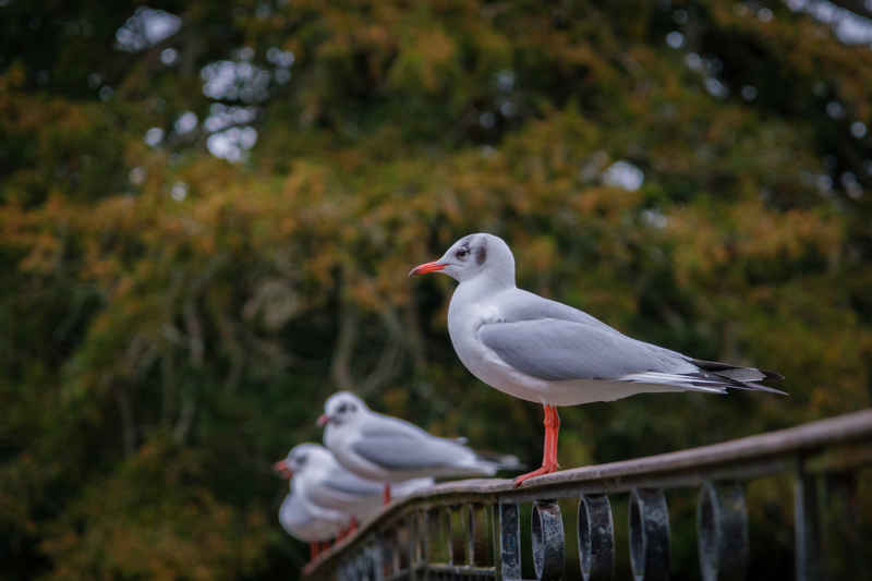 Photo of black headed Gulls