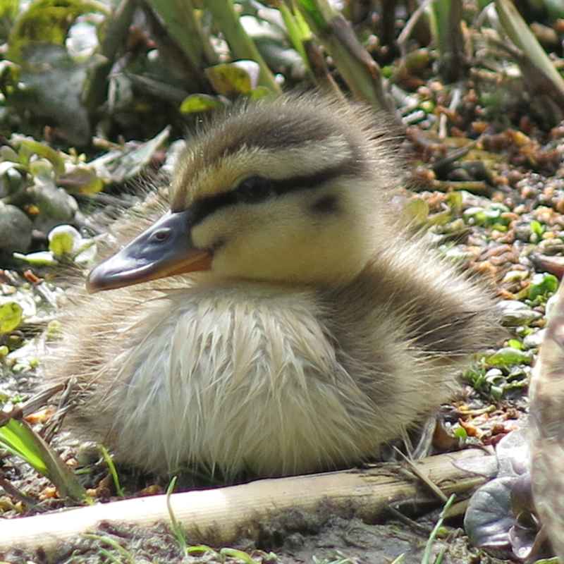 Photo of a mallard duckling