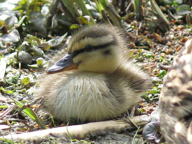 Photo of a mallard duckling