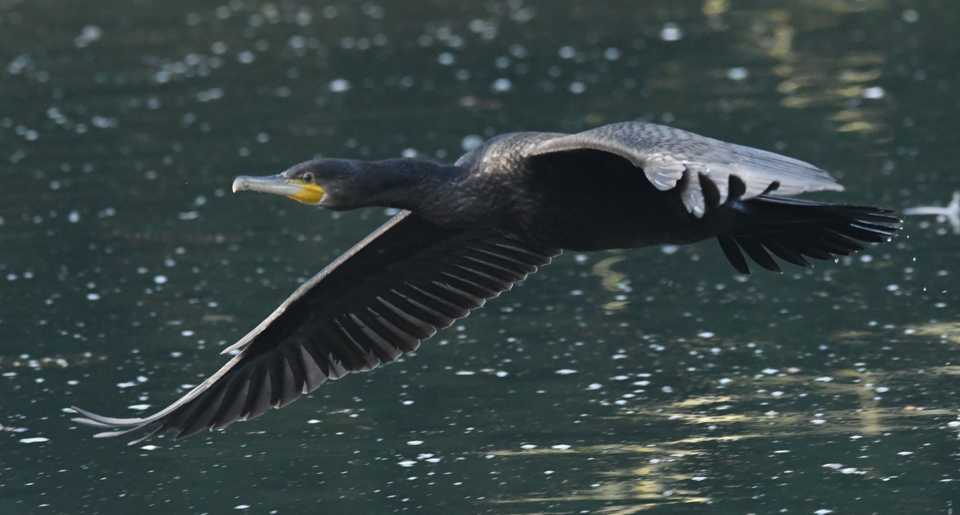 Male Cormorant