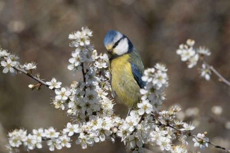Photo of a bluetit