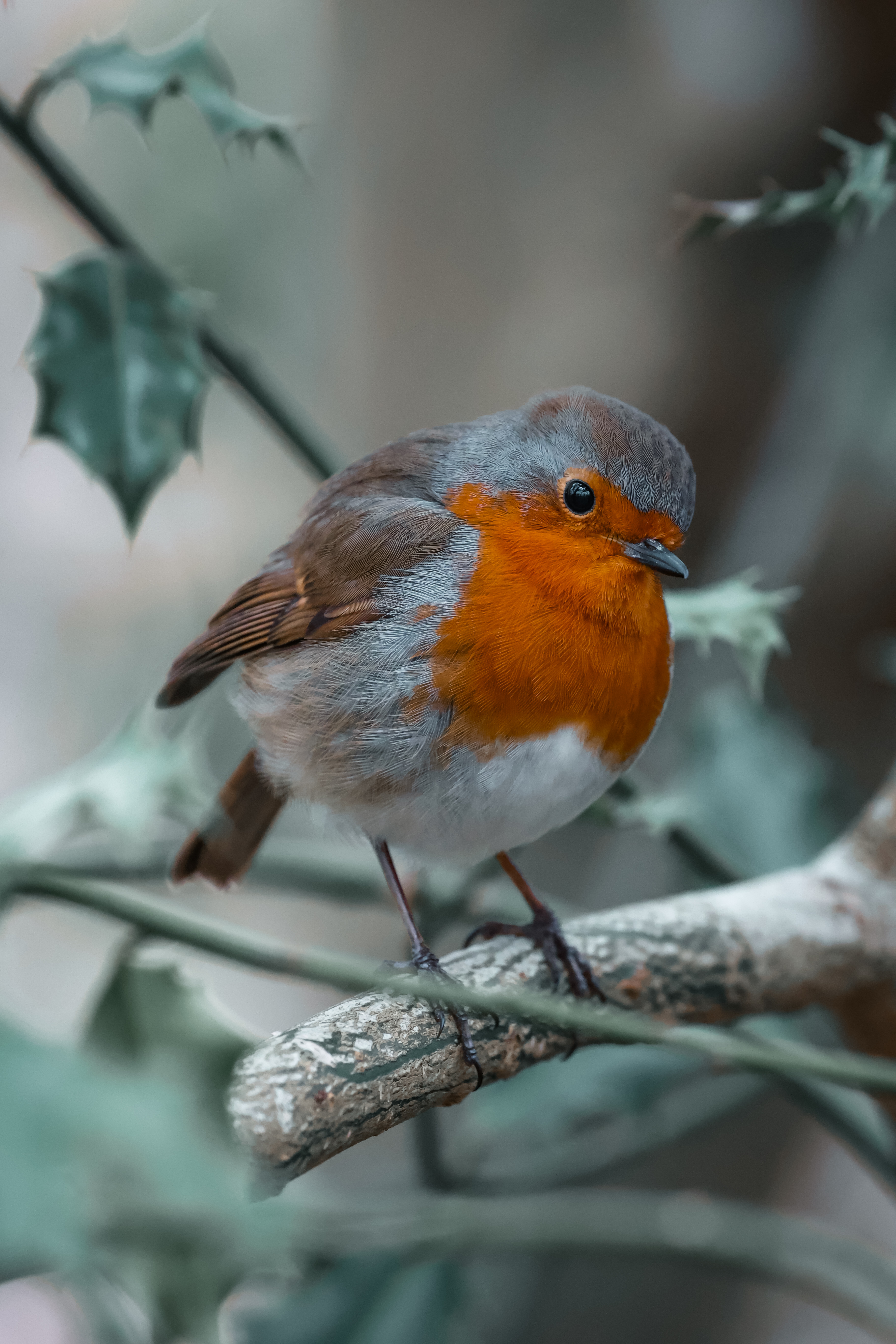 Robin visiting Kearsney Abbey