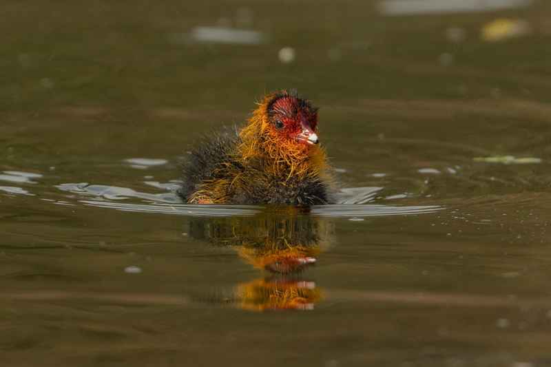 Baby Coot