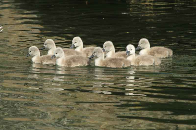 Cygnets 2020