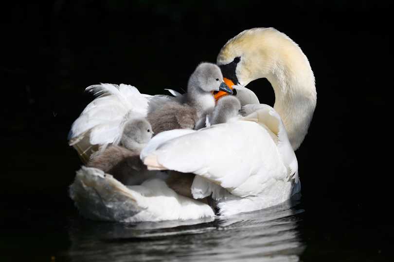 Swan carrying cygnets on her back, 