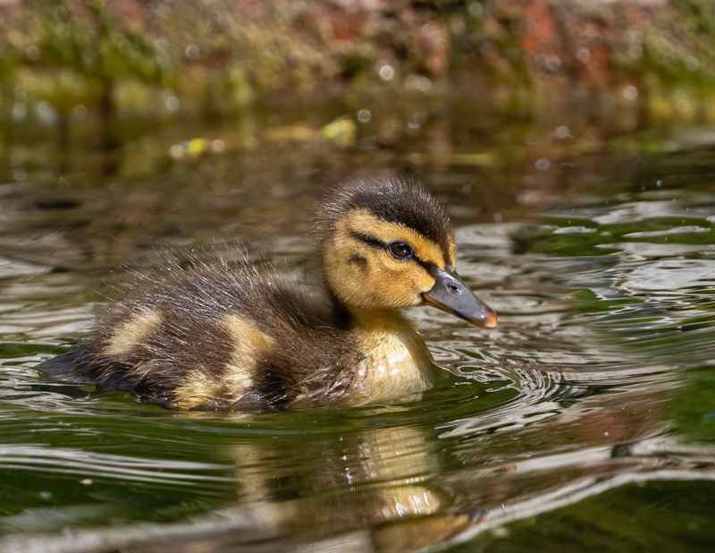 A Mallard Duckling in the water.