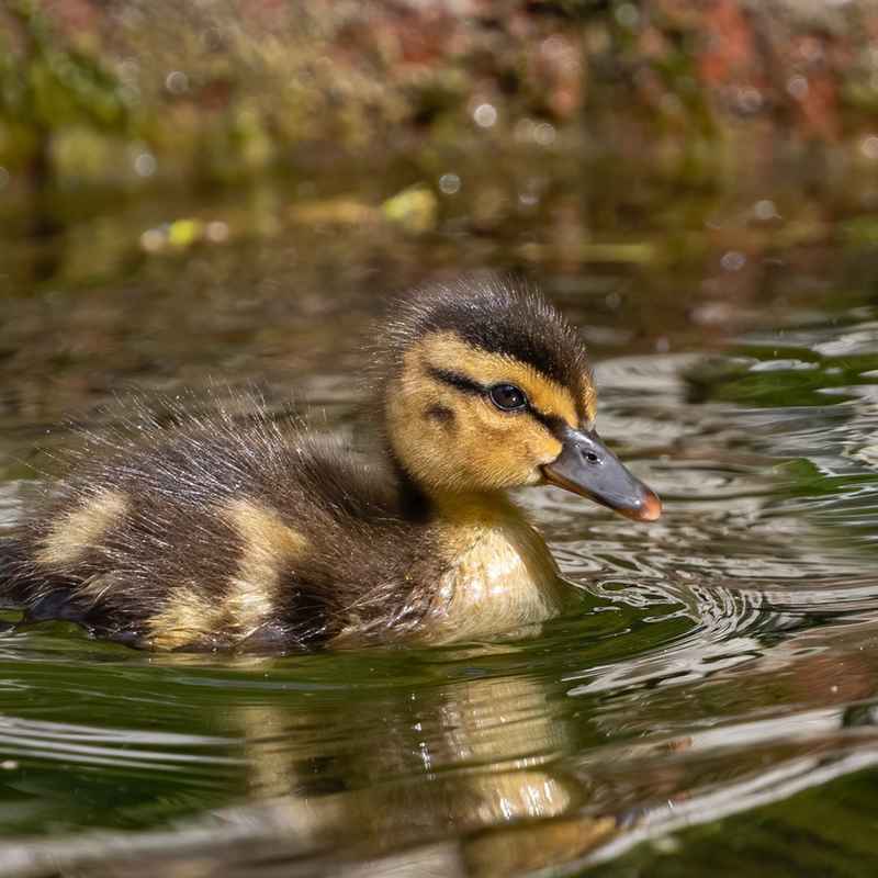 A Mallard Duckling in the water.