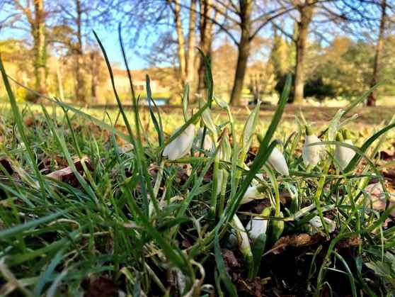 A photograph of Snowdrops in the woods.