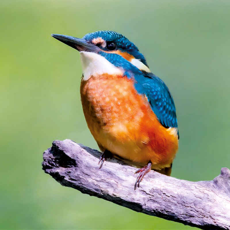 2025 Kearsney Parks Calendar