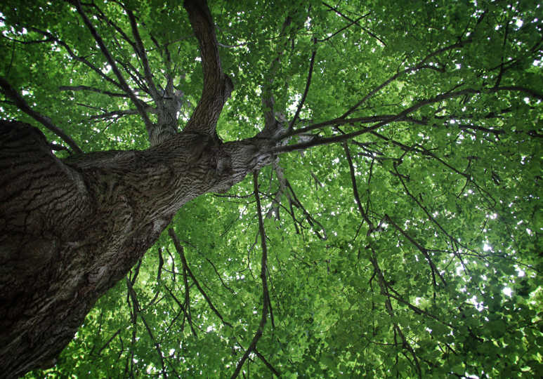 Picture of the crown of a tree from the base