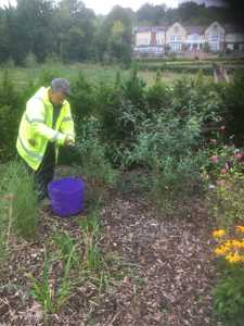 Volunteers weeding at Russell Gardens on the Grand Border.