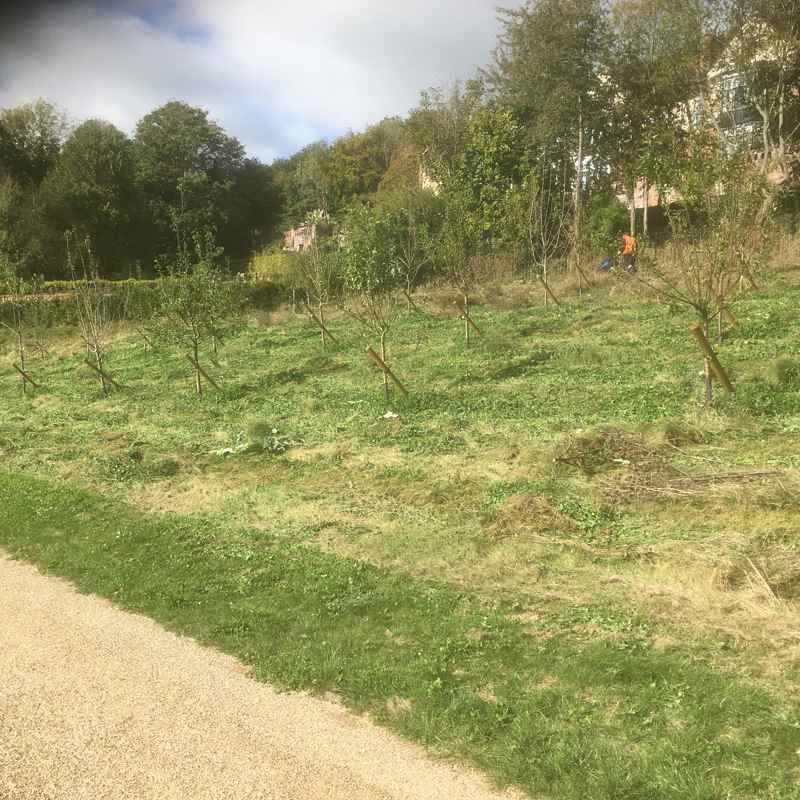 Photo of the community orchard