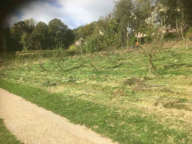 Photo of the community orchard
