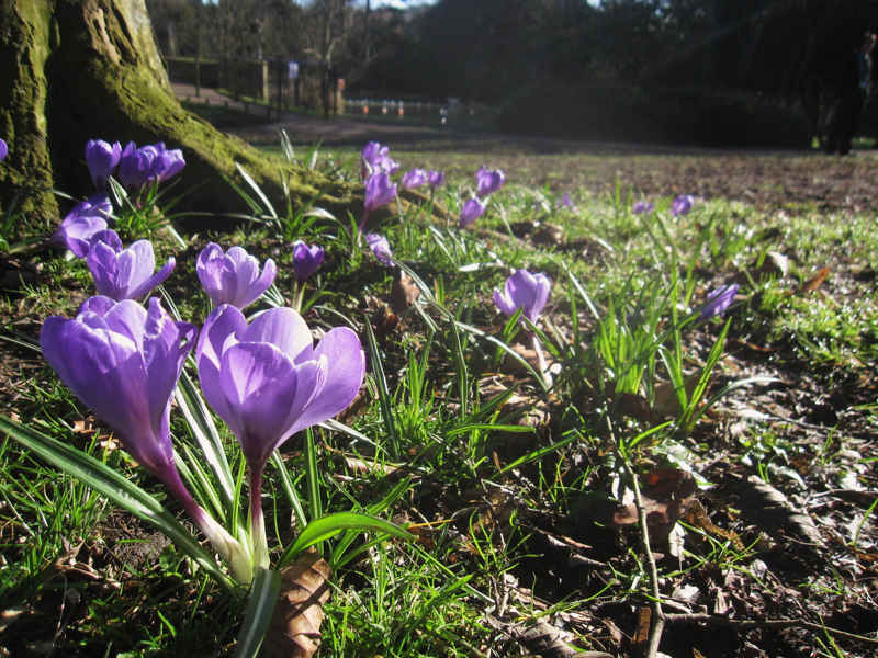 Spring Crocus