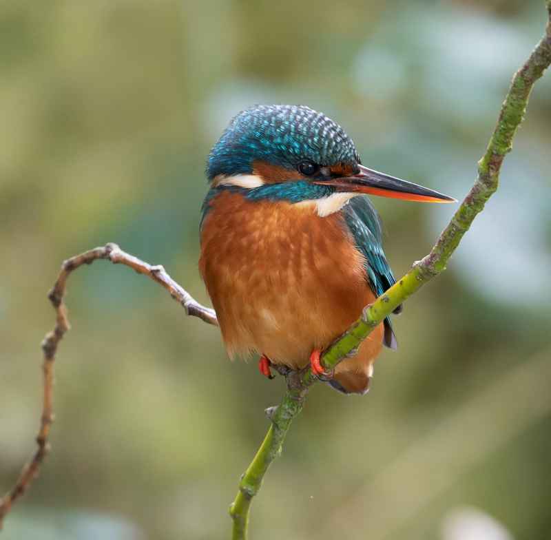 Photo of a kingfisher in Kearsney Parks