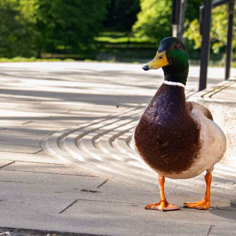 Male mallard duck on patio area