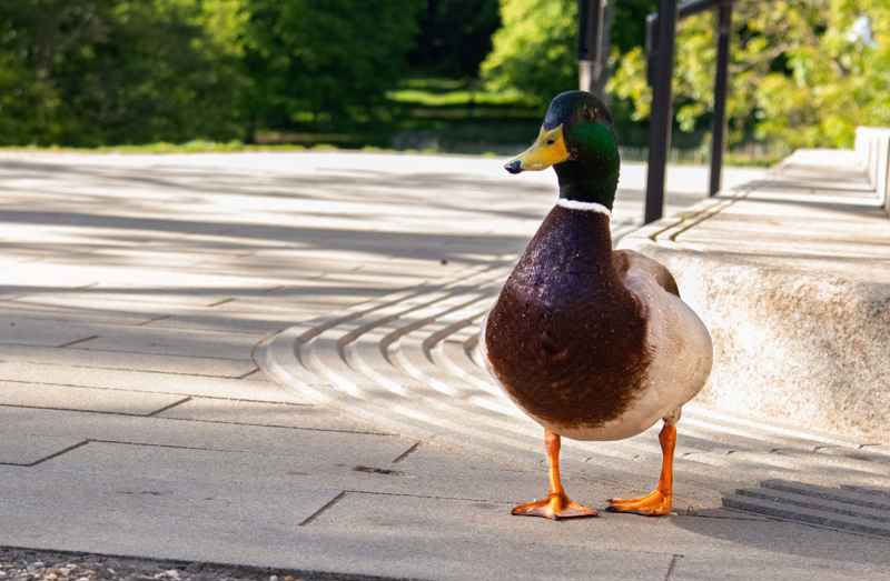 Male mallard duck on patio area