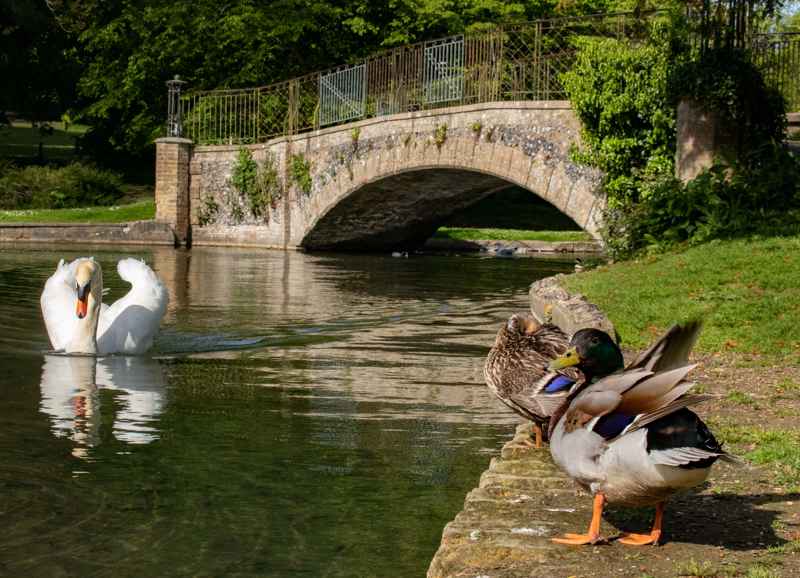 Swan and Mallard ducks on the lake in Kearsney Abbey