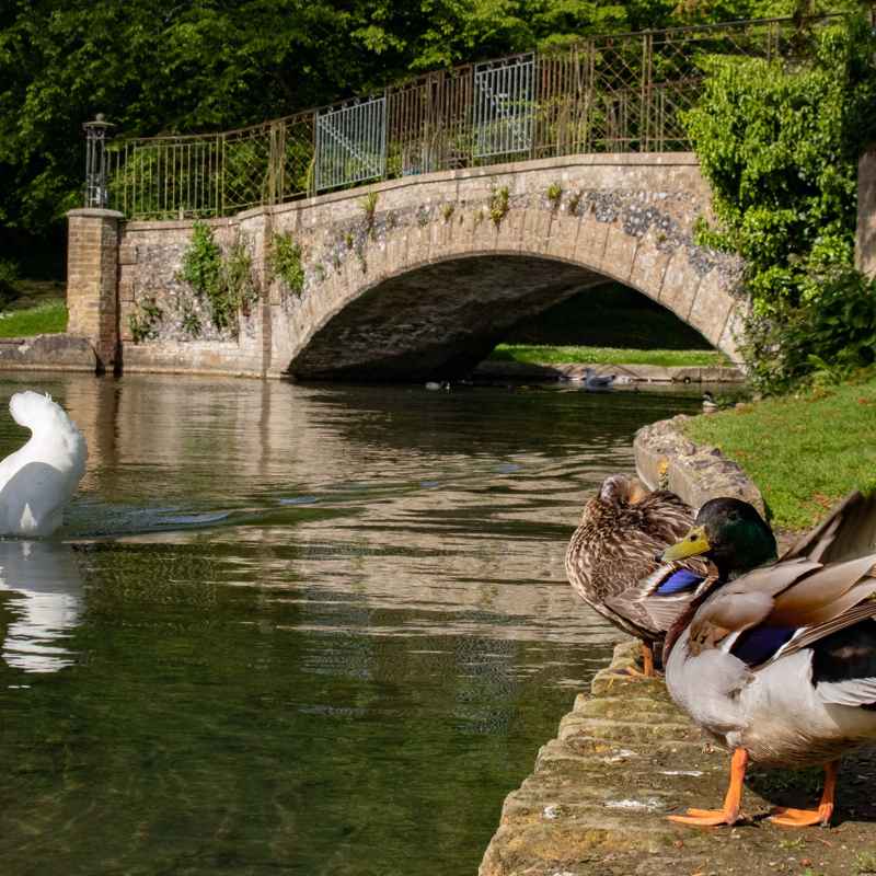 Swan and Mallard ducks on the lake in Kearsney Abbey
