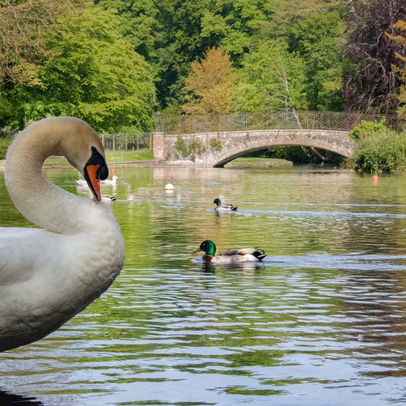 A photograph of the lake in Kearsney Abbey, looking towards the footbridge, with a swan, gull and male Mallard duck.