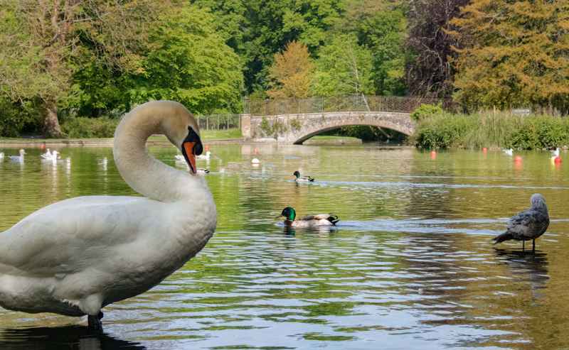 A photograph of the lake in Kearsney Abbey, looking towards the footbridge, with a swan, gull and male Mallard duck.