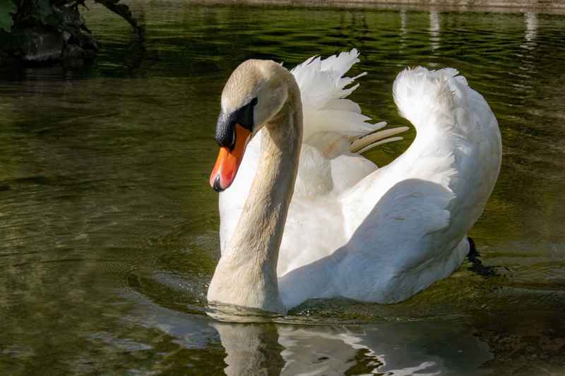 Resident Swan