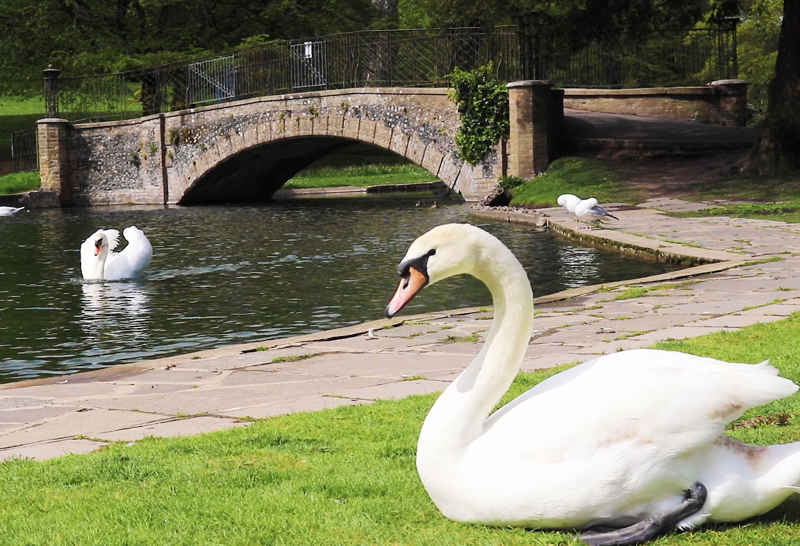 Swans regularly breed on the lake at Kearsney Abbey
