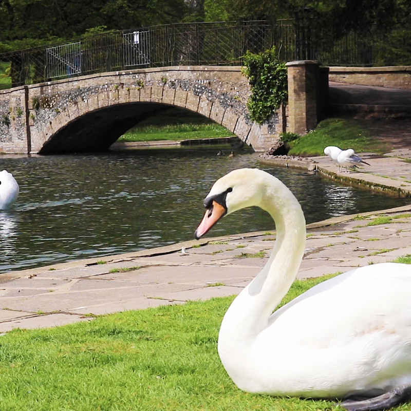 Swans regularly breed on the lake at Kearsney Abbey