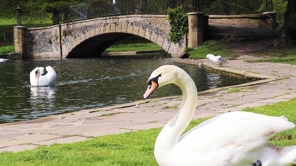 Swans regularly breed on the lake at Kearsney Abbey