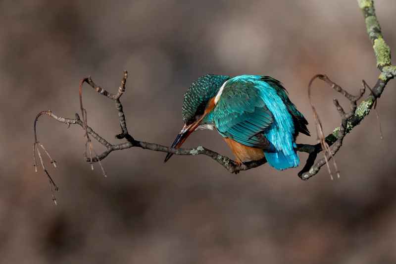 King Fisher regularly seen on the river in Russell Gardens