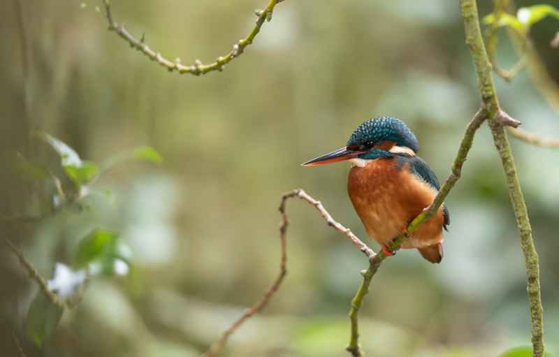 King Fisher