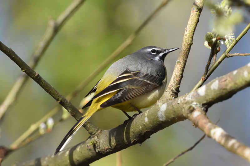 Grey wagtail
