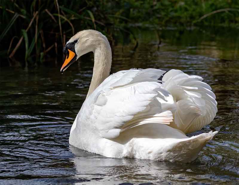 Photo of a Swan