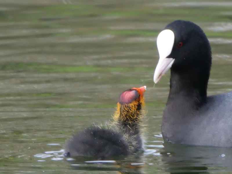 Baby Coot being feed by adult Coot on Russell Gardens ornamental pond