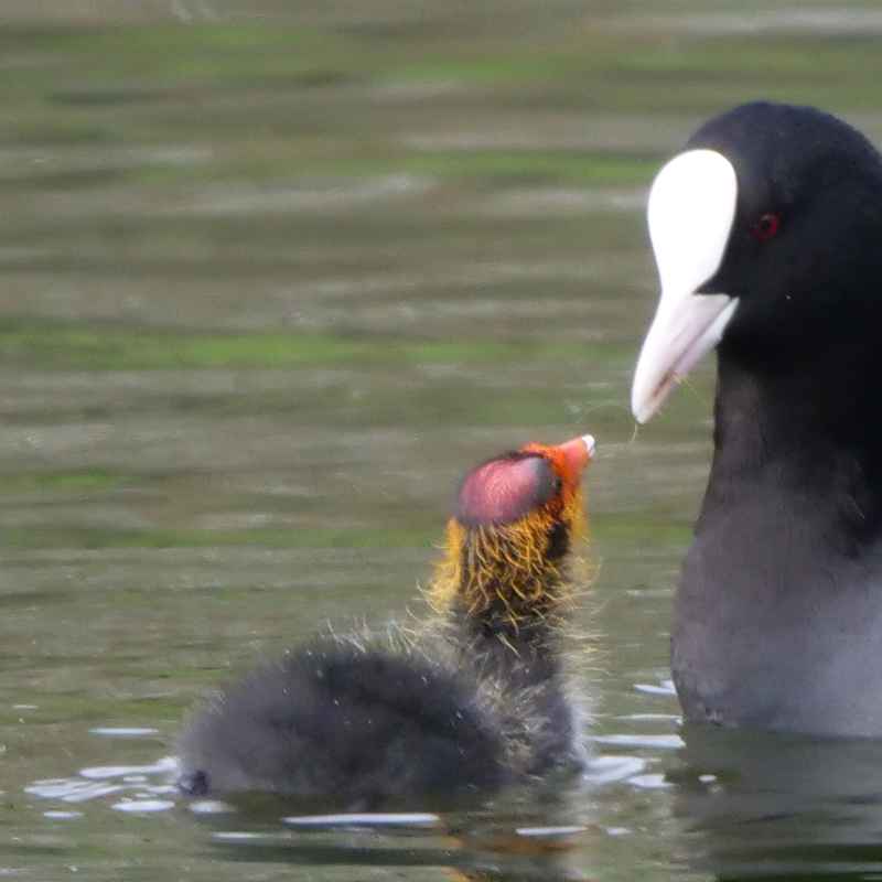 Baby Coot being feed by adult Coot on Russell Gardens ornamental pond
