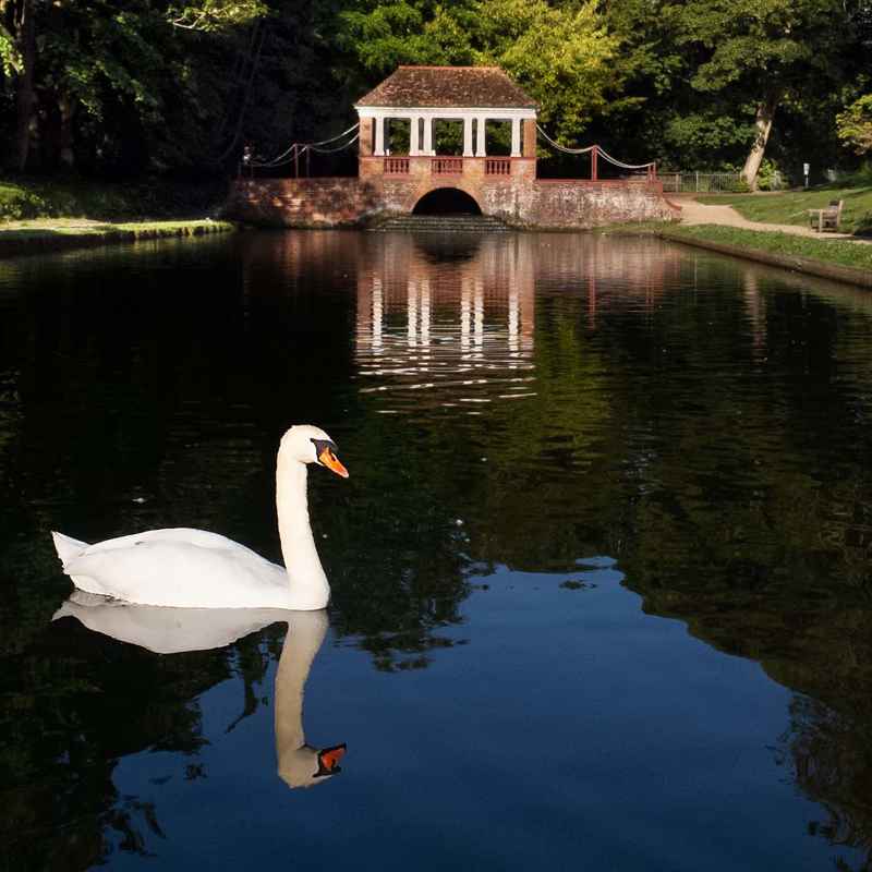 Swan on the ornamental lake in Russell Gardens