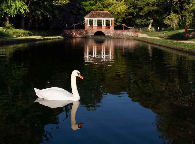 Swan on the ornamental lake in Russell Gardens
