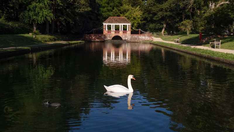 Swan on the ornamental pond Russell Gardens