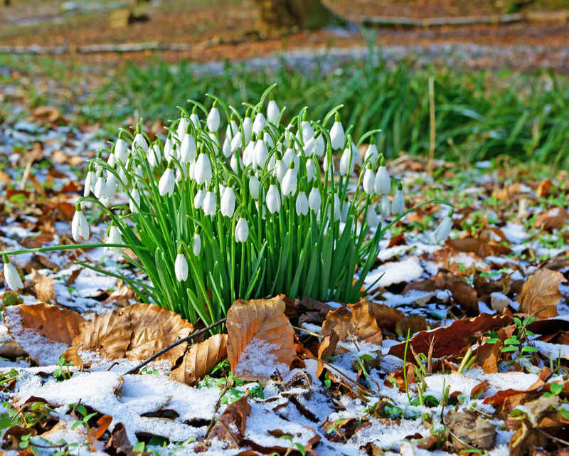 Snowdrops in frost